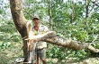 Khắc phục vườn cây sau bão thế nào ?